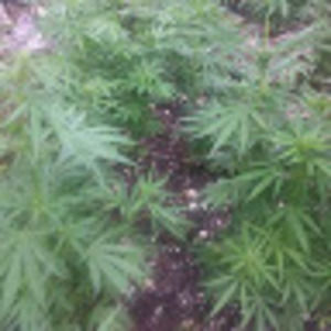 Meet your Posher, Wayne